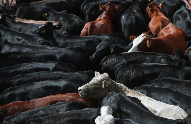 New World screwworm cases confirmed in wildlife in Texas, beef cow in New Mexico