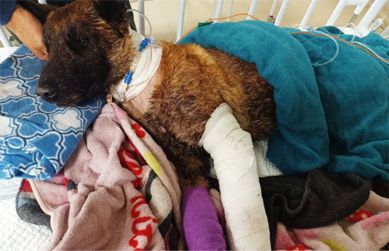 DUTY OF CARE: Sky postmortem reveals grim final hours of SAPS arson detection dog