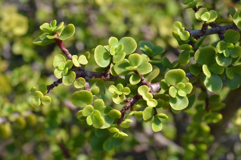 STORE HOUSE: Bringing home the spekboom &mdash; Wonder plant should be a staple veggie, say researchers